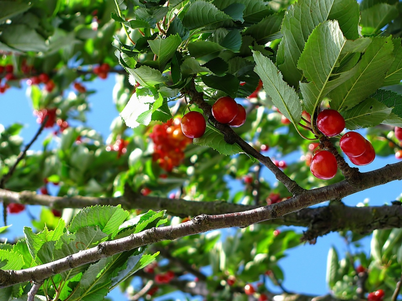 cherry-212601_1280